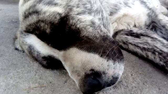 Как спят собаки. Сон алабая./Sleeping dogs смотреть онлайн