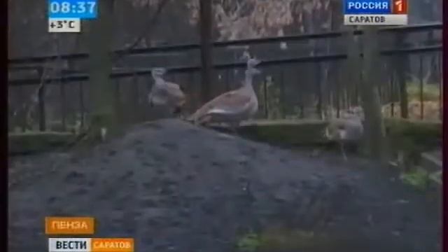 Саратовская дрофа улетит в Пензу смотреть онлайн