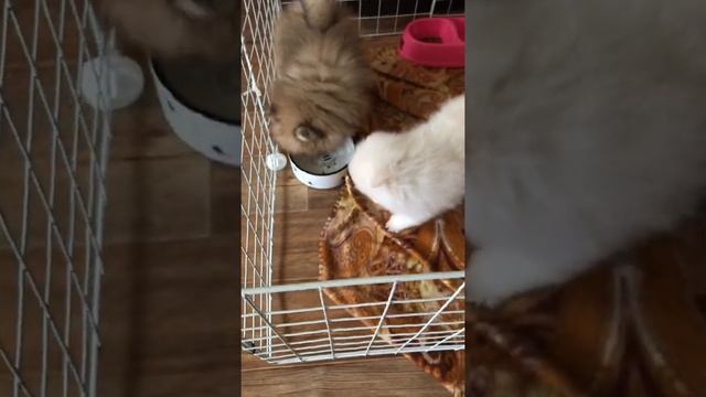 Щенок шпица мишка Бу? #шпиц