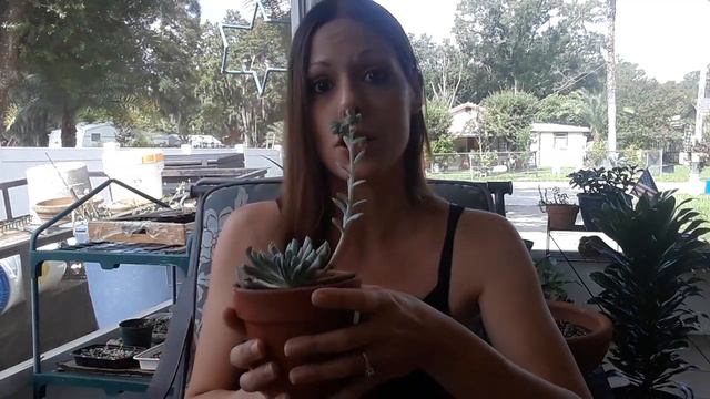 How to water & take care of an Echeveria Runyonni 'Topsy Turvy' Succulent ~Growing indoors смотреть онлайн