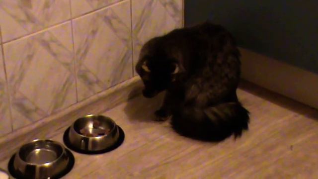 Кошка-интеллигентка смотреть онлайн