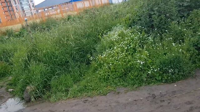 Гуляю по пасмурному полю, говорю про "Дитя Погоды", снимаю уток смотреть онлайн