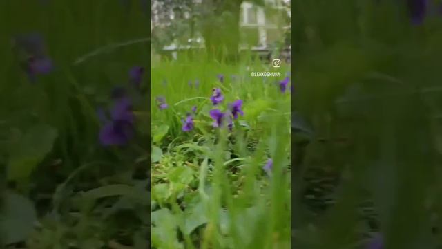 Первоцветы смотреть онлайн