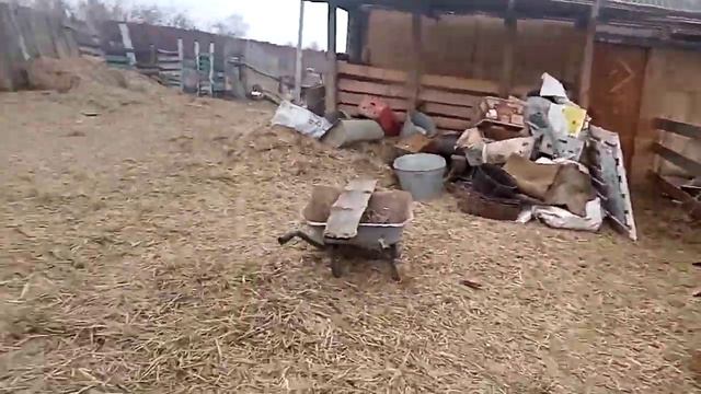 Коротконогий бык на прогулке смотреть онлайн