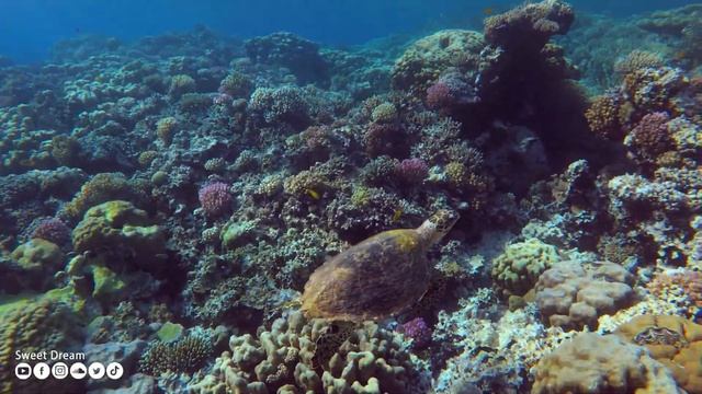 Нежная музыка и успокаивает нервную систему - лечебная музыка для сердца и радует душу #279 смотреть онлайн