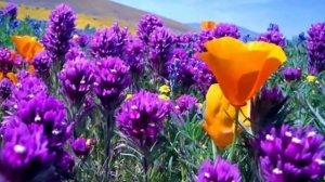 Мордовская песня про маму