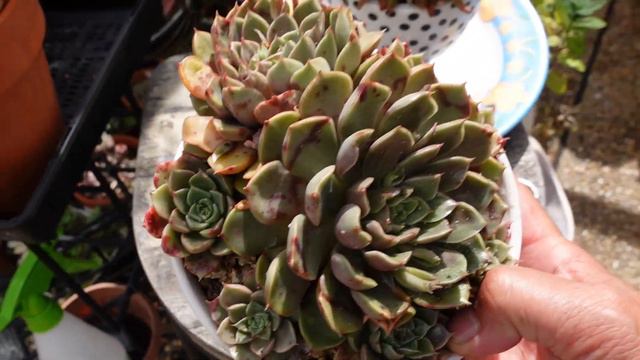 WHAT To Do With SUCCULENT FLOWERS | Growing Succulents with LizK смотреть онлайн