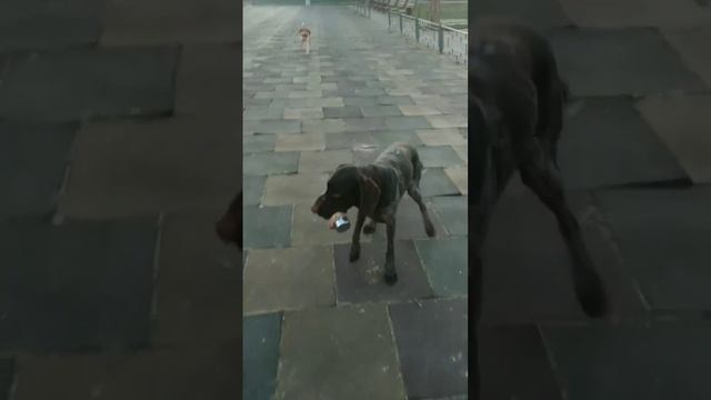 Dogs have training aport 2 kg with hare skin! Drahthaar Kay and Bracco Italiano Foxy! смотреть онлайн