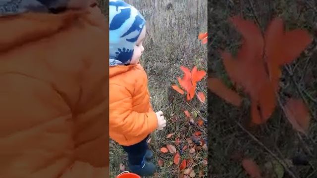 Рябину черноплодную собирали осенью, а сейчас пьём вкуснейший компот?? смотреть онлайн