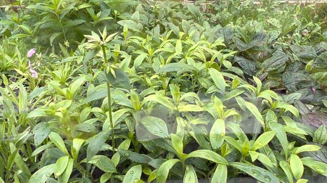 Spring Open Garden & Plant Sale Details смотреть онлайн