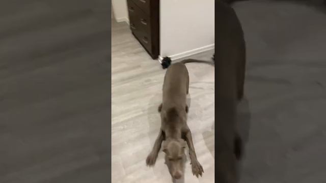 Björn Weimaraner - Playing games #weimaraner #dog #funny #funnydogs #tiktok #tiktokvideo #puppylove смотреть онлайн