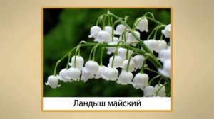 Ядовитые растения 3 класс