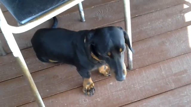 Собака ТЭди