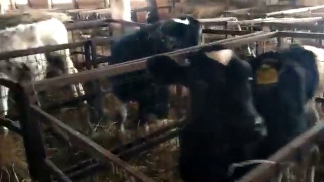 Телята голштины Холмогоры черно пёстрые 1-2-3 м смотреть онлайн
