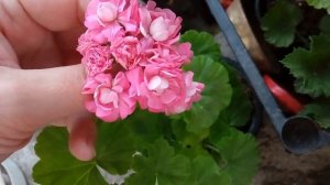 Пеларгония Swanland Pink / Australian Pink Rambler (Австралиан Пинк )