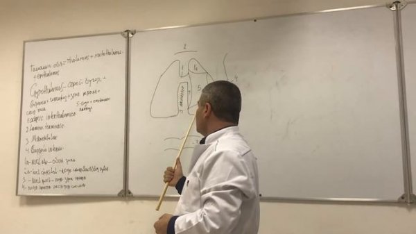 Промежуточный мозг. Строение и физиология.  Structure and physiology of the intermediate brain