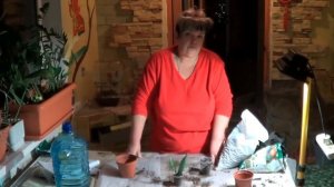 Эпифиллум (ЭПИФИЛЛЮМ, ФИЛЛОКАКТУС). ЛЕСНЫЕ КАКТУСЫ. СОВЕТЫ ЦВЕТОВОДАМ