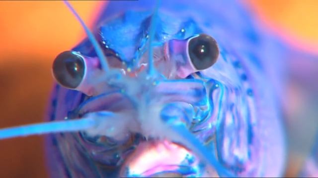 Burke's Backyard, Yabby Road Test смотреть онлайн
