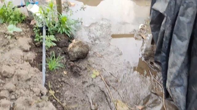 4 июня 2023 поспел виноград и малина в ОГ смотреть онлайн