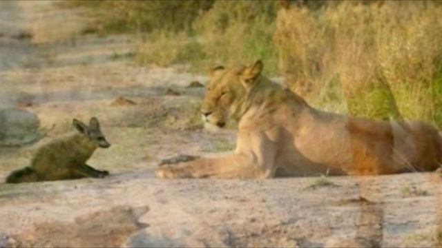 Двa львa нашли лeжащего на дороге лиcа. Дальше случилось невероятное... смотреть онлайн