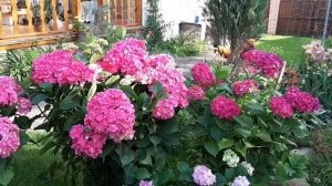 Все секреты выращивания крупнолистной гортензии