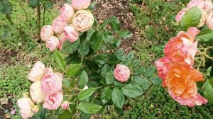 Лавли Рококо роза, Вестерланд роза шраб