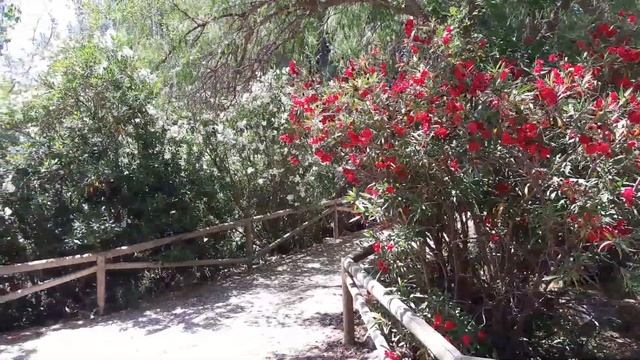 Г.Новельда. Парк. смотреть онлайн