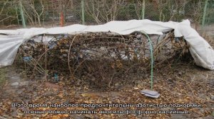 Роза Файер флеш (Fire flash) — описание сорта