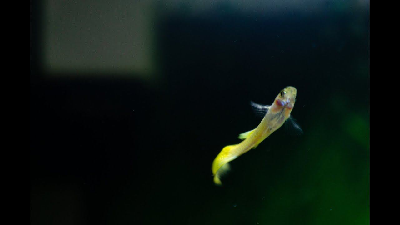 ДЕНЬ 69. Рыбки гуппи, запуск в аквариум