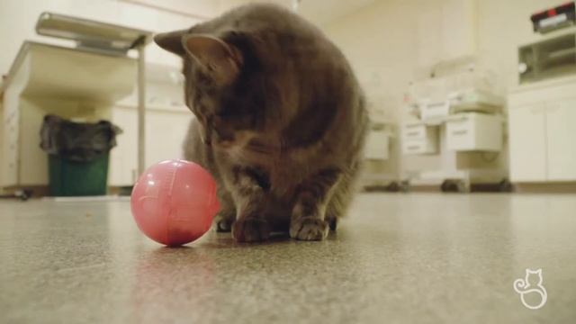 Food Puzzles and Food Enrichment for Your Cat смотреть онлайн