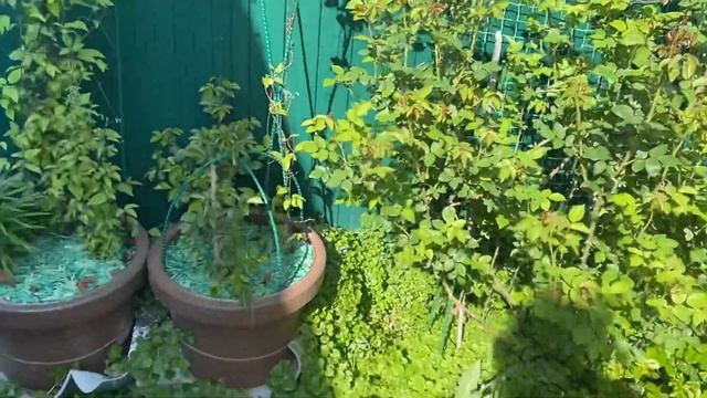 Розы в кашпо, секреты выращивания! Нужно ли ставить поддон под горшок с розой?! смотреть онлайн