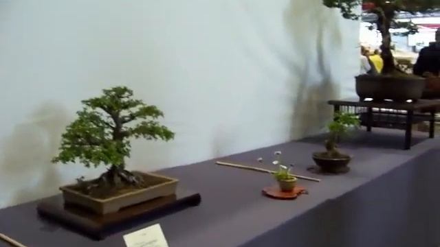 Trophée des 4 Frontières 2009 - Bonsaï Club de Lorraine смотреть онлайн