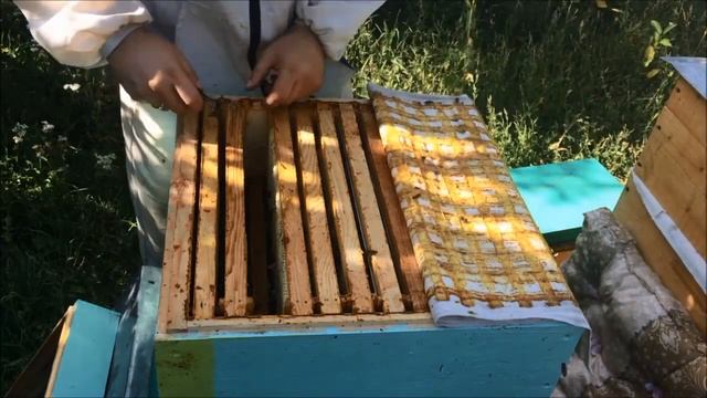 Отбираем мед у роя, карпатки и джентерской семье. Кто больше принес? Кто лучше подготовился к зиме? смотреть онлайн