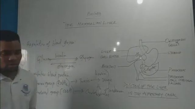 The Mammalian Liver смотреть онлайн