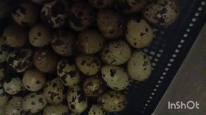 Совместная инкубация куриных и перепелиных яйц. С 18 по 21 день. Часть2