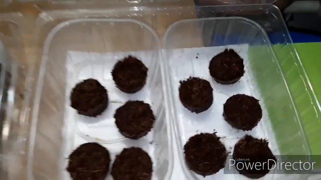 Эустома. 6.01.20. Повторный посев в таблетки.