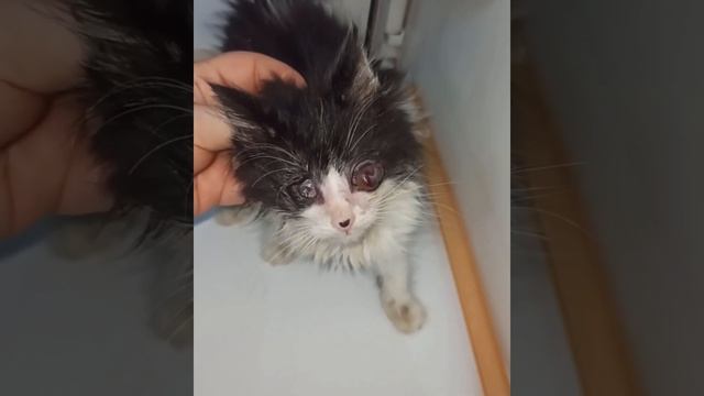 Котята с герпес вирусом. смотреть онлайн