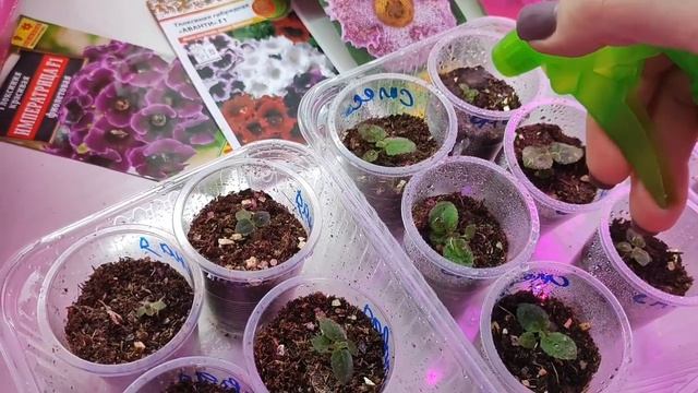 ВЫРАЩИВАНИЕ ГЛОКСИНИЙ ИЗ СЕМЯН, 2 Проверенных Способа выращивания Глоксиний, Пикировка Глоксиний смотреть онлайн