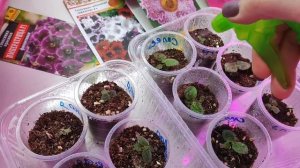 ВЫРАЩИВАНИЕ ГЛОКСИНИЙ ИЗ СЕМЯН, 2 Проверенных Способа выращивания Глоксиний, Пикировка Глоксиний