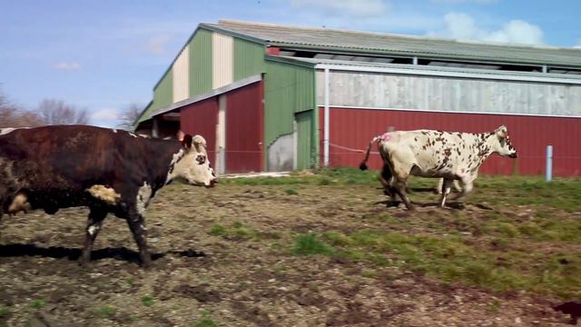Les 2 Vaches : La Danse des Vaches en Normandie chez Eric смотреть онлайн