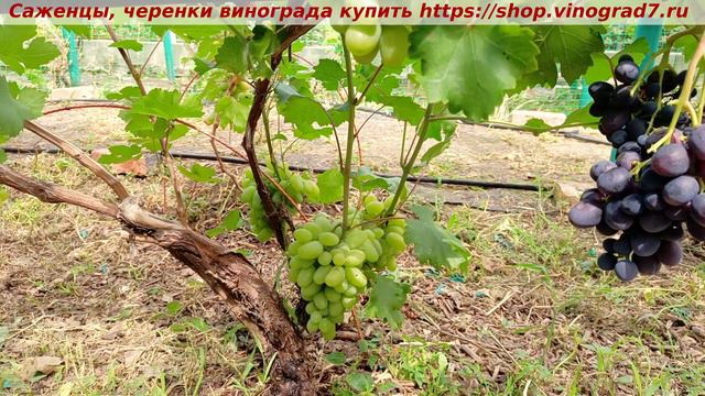 Парад сортов на 27.07.24 года - виноград БАЙРОН окрашивание, созревание ,характеристики. смотреть онлайн