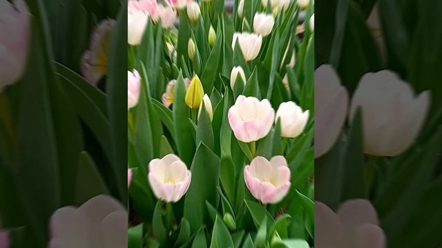 Первоцветы 🌷🪻💐 в феврале.