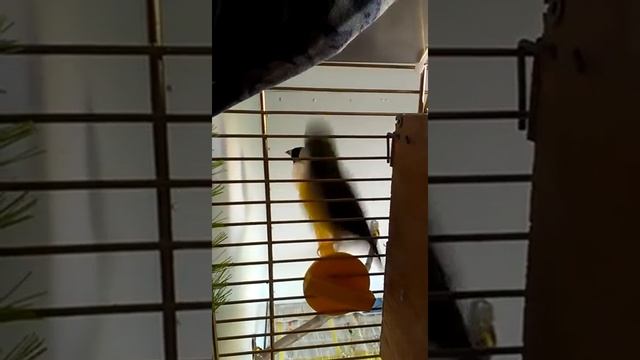 брачный танец гульдовых амадин смотреть онлайн