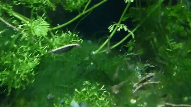 Креветки. смотреть онлайн