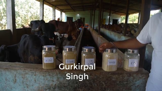 First Progressive Gaushala of India at Vadodara Gujarat смотреть онлайн