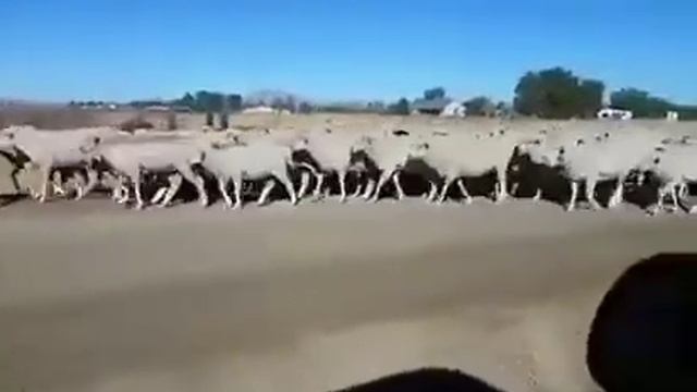 Куда ведёт осёл стадо баранов? смотреть онлайн