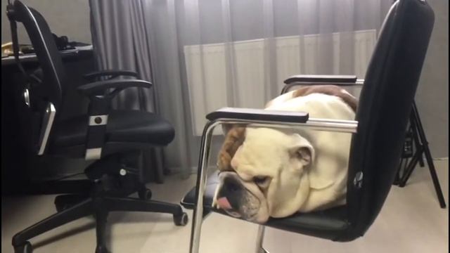 Английский бульдог Тайсон - курочка сварилась! смотреть онлайн