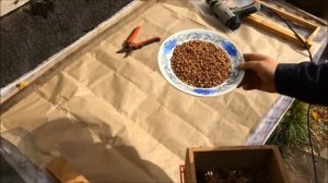 Достаю пергу из сот в домашних условиях? Дроблю перговые соты миксером. Добыча перги своими руками