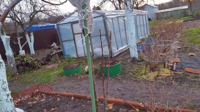 Чем Укрыть Колоновидную Яблоню Зимой. Уход зимой. Обязательные мероприятия. смотреть онлайн