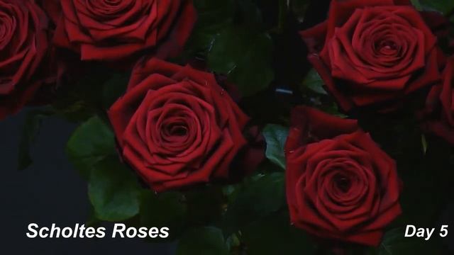 Red Naomi Day By Day - By Scholtes Roses